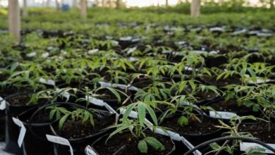 Photo of Importação de maconha medicinal cresce no Brasil e atrai investidores