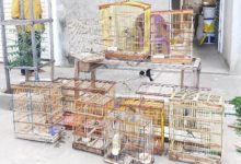 Photo of Polícia Ambiental liberta aves silvestres e multa responsável em mais de R$ 6 mil, em cidade do Vale do Piancó