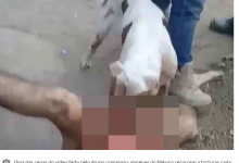 Photo of Gangue usa pitbull para decepar pênis de homem suspeito de estupro