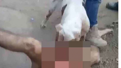 Photo of Gangue usa pitbull para decepar pênis de homem suspeito de estupro