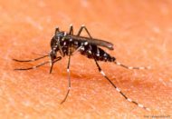 Photo of Verão: autoridades preocupadas com surto de dengue 2
