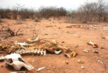 Photo of Paraíba decreta situação de emergência por estiagem em 150 cidades