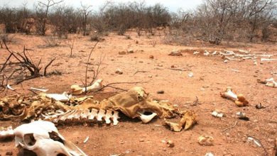 Photo of Paraíba decreta situação de emergência por estiagem em 150 cidades