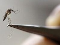 Photo of Mosquito Aedes aegypti pode transmitir novo vírus