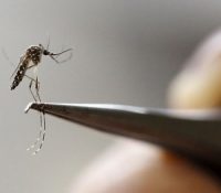 Photo of Mosquito Aedes aegypti pode transmitir novo vírus