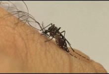 Photo of Três cidades do Vale do Piancó correm riscos de surto de dengue