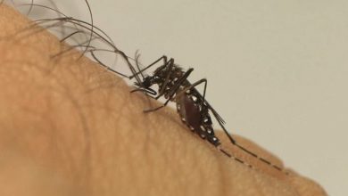 Photo of Três cidades do Vale do Piancó correm riscos de surto de dengue