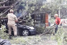 Photo of Árvores caem causando danos em veículos e em rede elétrica na cidade de Patos (PB)