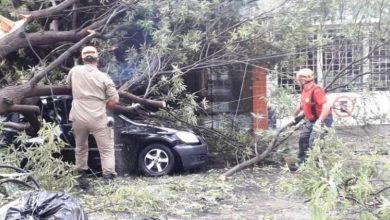 Photo of Árvores caem causando danos em veículos e em rede elétrica na cidade de Patos (PB)