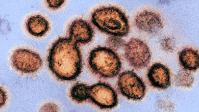 Photo of Coronavírus que infectaram 2 brasileiros têm genomas diferentes