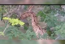 Photo of Jiboia “gigante” é flagrada em açude após fortes chuvas no Sertão da PB; veja vídeo