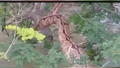 Photo of Jiboia “gigante” é flagrada em açude após fortes chuvas no Sertão da PB; veja vídeo