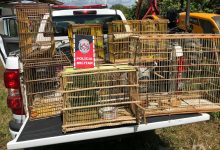 Photo of Polícia Ambiental realiza ações educativas e recolhe aves silvestres no Sertão