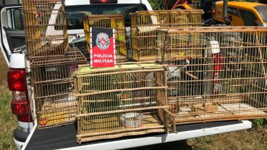 Photo of Polícia Ambiental realiza ações educativas e recolhe aves silvestres no Sertão