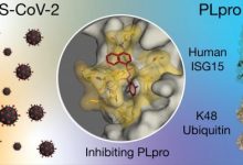 Photo of Cientistas identificam moléculas capazes de bloquear Sars-CoV-2