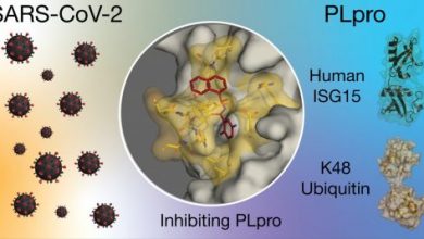 Photo of Cientistas identificam moléculas capazes de bloquear Sars-CoV-2