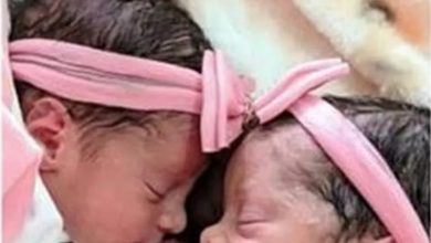 Photo of TRAGÉDIA: recém-nascidas gêmeas morrem após serem atacadas por cachorro da família