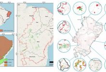 Photo of Semiárido ameaçado: vegetação perdeu 26,96% de cobertura em 18 anos, diz estudo da UFPB