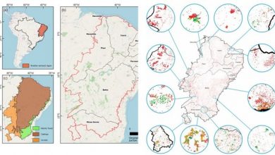 Photo of Semiárido ameaçado: vegetação perdeu 26,96% de cobertura em 18 anos, diz estudo da UFPB