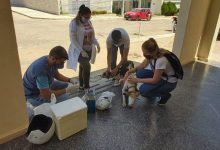 Photo of Projeto desenvolvido por juiz de Itaporanga vacina animais de rua contra a raiva