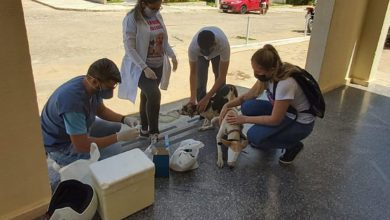 Photo of Projeto desenvolvido por juiz de Itaporanga vacina animais de rua contra a raiva