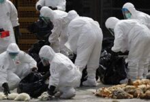Photo of Primeiros casos da cepa H5N8 de gripe aviária em seres humanos é identifica na Rússia