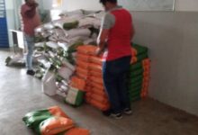 Photo of Prefeitura de Itaporanga em parceria com a Empaer realiza distribuição de sementes milho, feijão e sorgo  para os agricultores