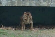 Photo of Morre leão Simba, que foi acolhido no Parque Arruda Câmara, em João Pessoa