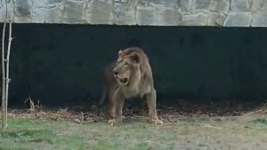 Photo of Morre leão Simba, que foi acolhido no Parque Arruda Câmara, em João Pessoa