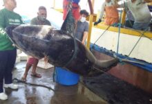 Photo of Pescadores de Areia Branca (RN) fisgam atum de R$ 140 mil, mas não embolsam quantia