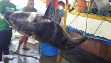 Photo of Pescadores de Areia Branca (RN) fisgam atum de R$ 140 mil, mas não embolsam quantia