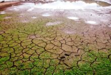 Photo of ONU alerta que seca pode ser “a próxima pandemia”