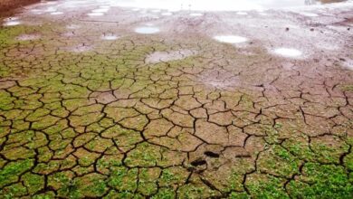 Photo of ONU alerta que seca pode ser “a próxima pandemia”