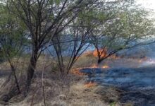 Photo of Cresce o número de  incêndio de grandes proporções na vegetação em Itaporanga e no Vale do Piancó
