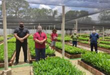 Photo of Prefeitura de Itaporanga recebe doações de mudas da ONG AFINK para arborização urbana