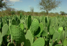 Photo of Paraíba é terceiro estado com maior produção de palma forrageira do país