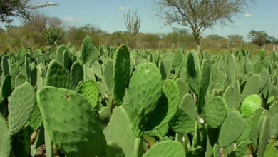 Photo of Paraíba é terceiro estado com maior produção de palma forrageira do país