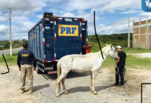 Photo of BR-361 registra quase 40 acidentes em menos de dois anos por conta de animais soltos no perímetro urbano de Patos