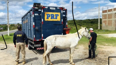 Photo of BR-361 registra quase 40 acidentes em menos de dois anos por conta de animais soltos no perímetro urbano de Patos