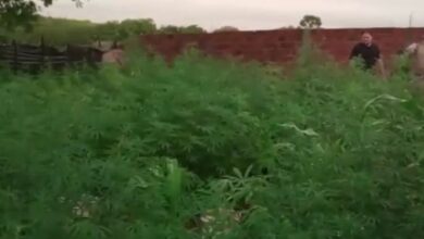 Photo of Agricultura do tráfico: Polícia Civil desmata plantação de maconha no Sertão