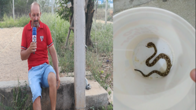 Photo of ASSISTA: Em busca de socorro em Itaporanga , homem leva cobra cascavel morta a hospital após ser picado e ficar sem enxergar