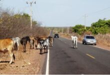 Photo of Após acidente fatal, prefeitura de São José de Caiana vai apreender animais soltos em vias