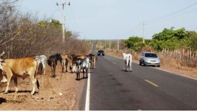 Photo of Após acidente fatal, prefeitura de São José de Caiana vai apreender animais soltos em vias