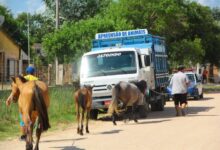 Photo of ASSISTA: Prefeitura de Itaporanga intensifica fiscalização e apreensão de animais em vias públicas do município, e prepara projeto de lei com aumento de multas