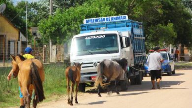 Photo of ASSISTA: Prefeitura de Itaporanga intensifica fiscalização e apreensão de animais em vias públicas do município, e prepara projeto de lei com aumento de multas