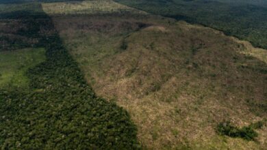 Photo of Em duas semanas, desmatamento na Amazônia já bate recorde para fevereiro