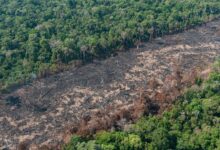 Photo of Governo Lula não detém desmatamento, que é recorde na Amazônia