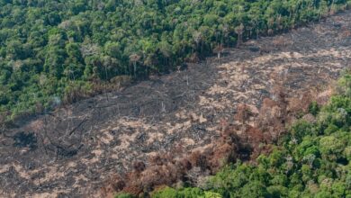 Photo of Governo Lula não detém desmatamento, que é recorde na Amazônia