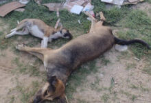 Photo of Cães morrem sob suspeita de envenenamento na cidade de Piancó