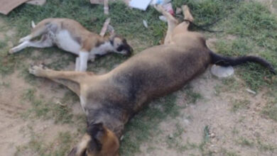 Photo of Cães morrem sob suspeita de envenenamento na cidade de Piancó